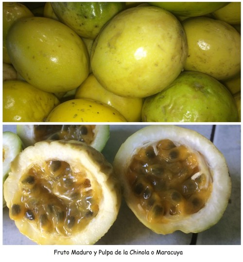 Fruto Maduro y Pulpa de la Chinola o Maracuya
