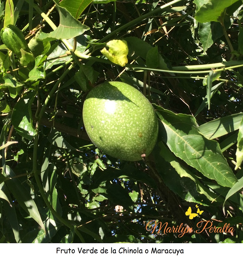Fruto Verde de Chinola o Maracuyá