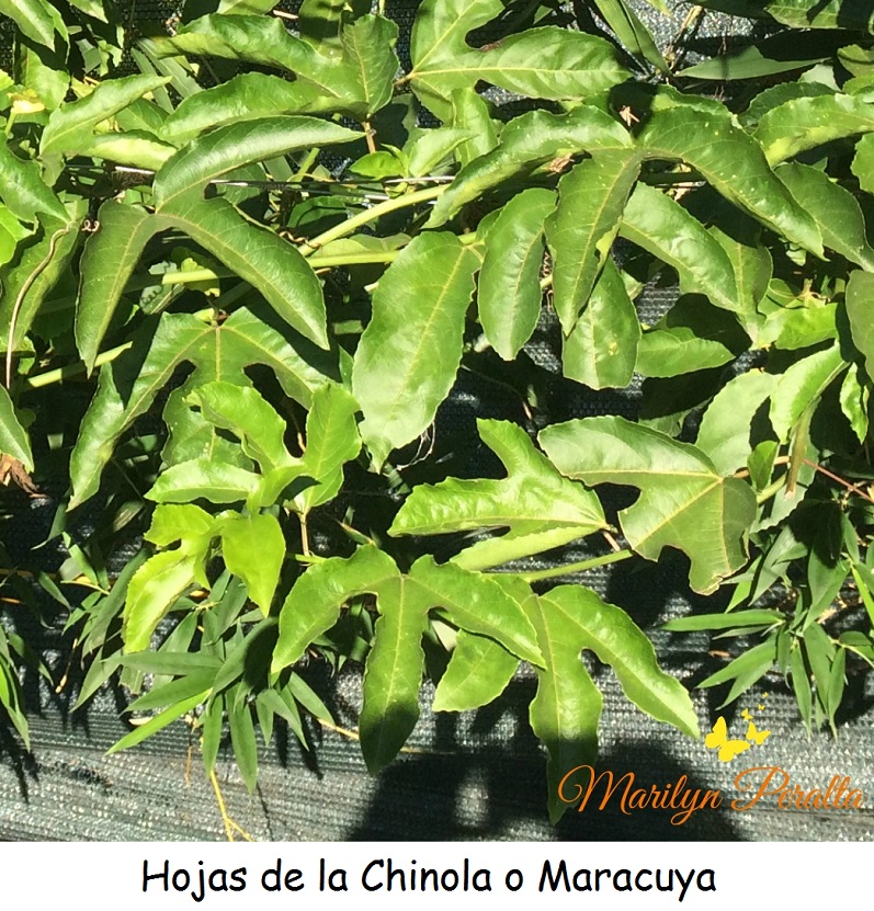 Hojas de la Chinola o Maracuya