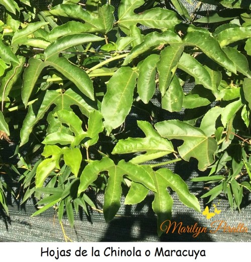 Hojas de la Chinola o Maracuya