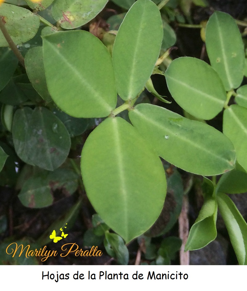 Hojas de la planta de Manicito