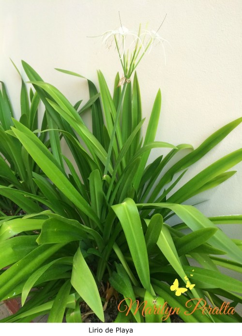 Lirio de Playa