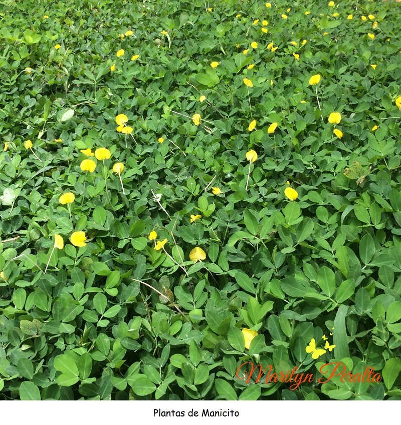 Plantas de manicito