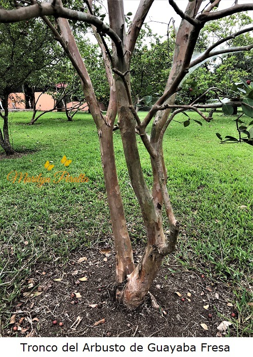 Tronco del Arbusto de Guayaba Fresa