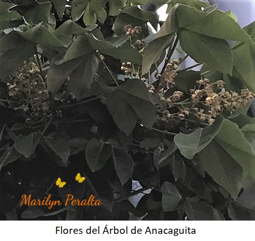 Flores del Arbol de Anacaguita
