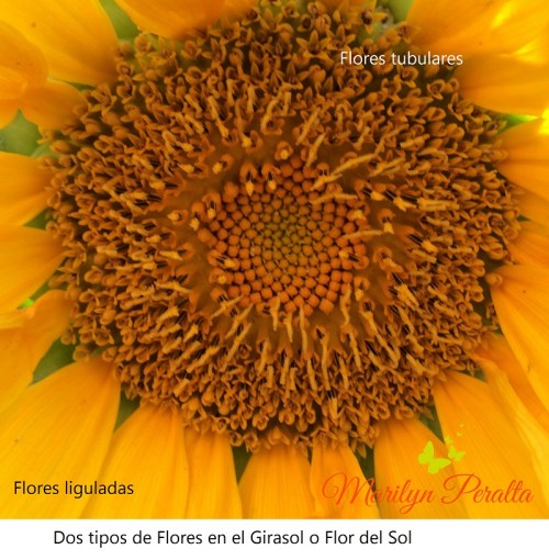 Flores liguladas y tubulares del Girasol o Flor del Sol