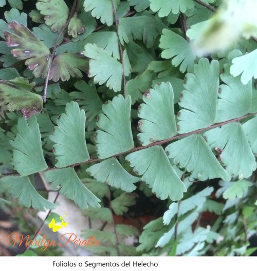 Foliolos o segmentos del Culantrillo