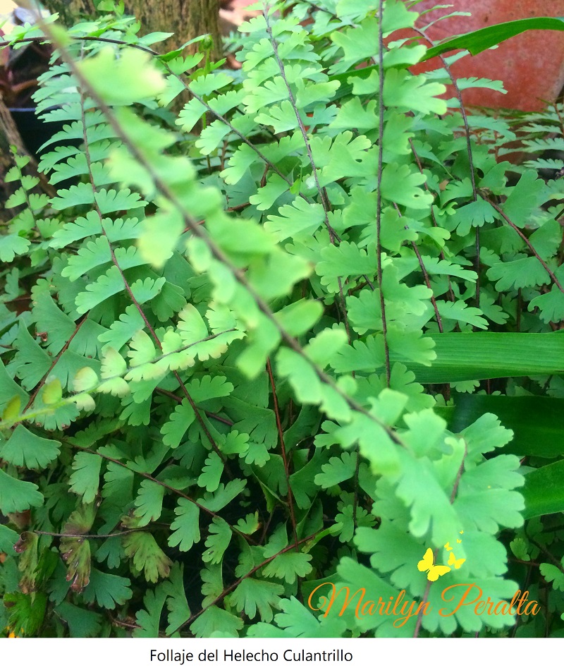 Follaje del Helecho Culantrillo