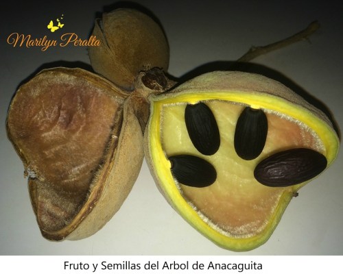 Fruto y semillas del Arbol de Anacaguita