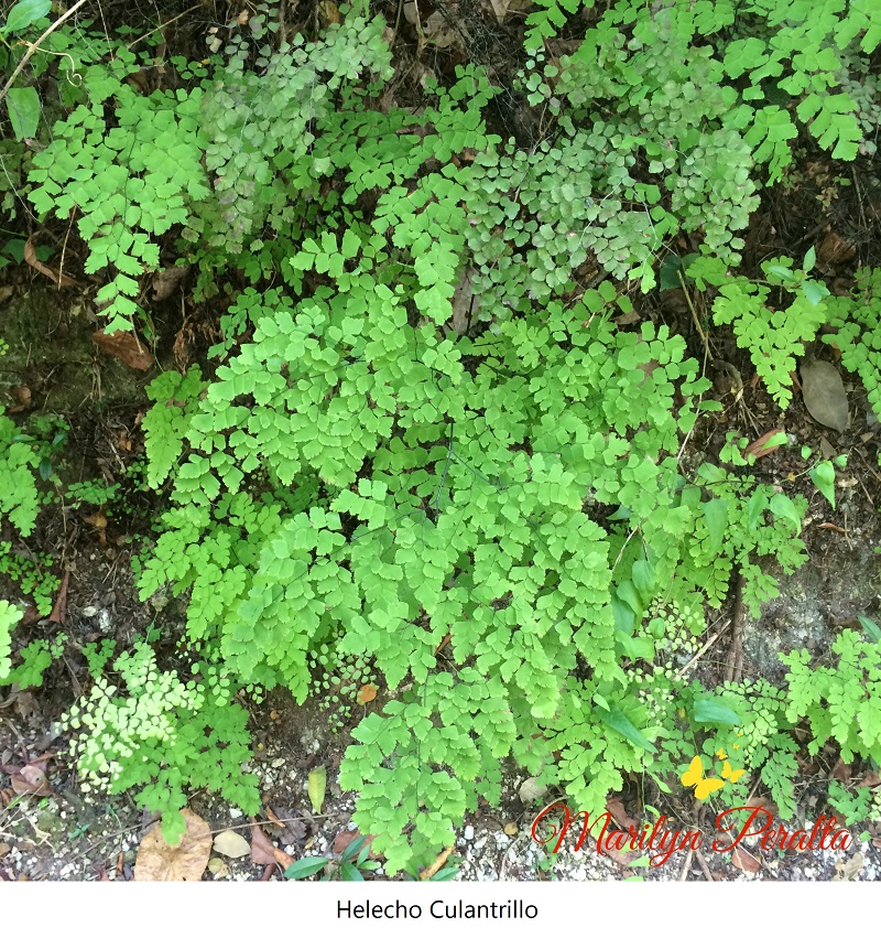 Helecho Culantrillo