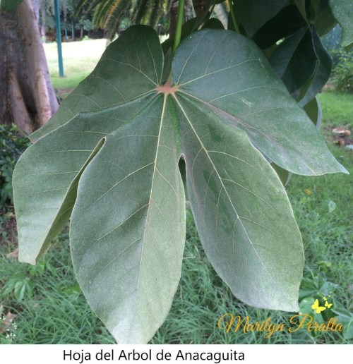 Hoja de Anacaguita