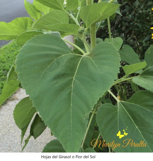 Hojas del Girasol o Flor del Sol