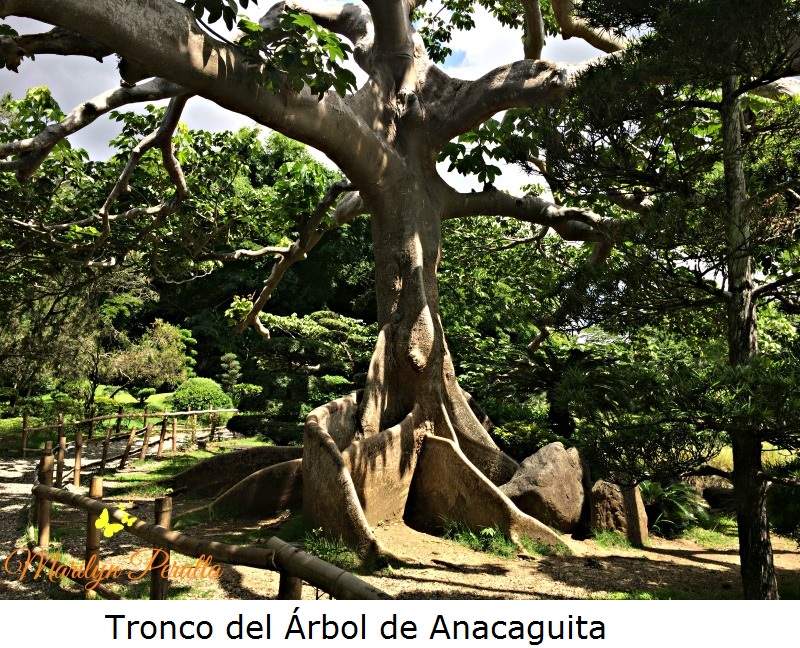 Tronco del Arbol de Anacaguita