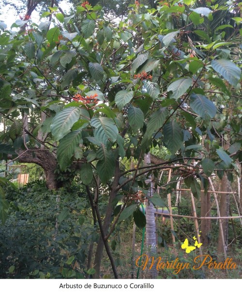 arbusto-de-buzunuco-o-coralillo