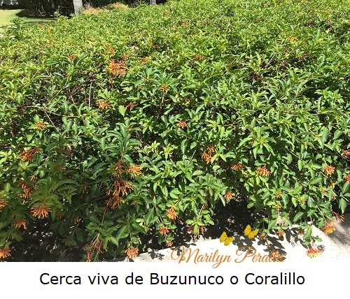 Cerca viva de Buzunuco o Coralillo