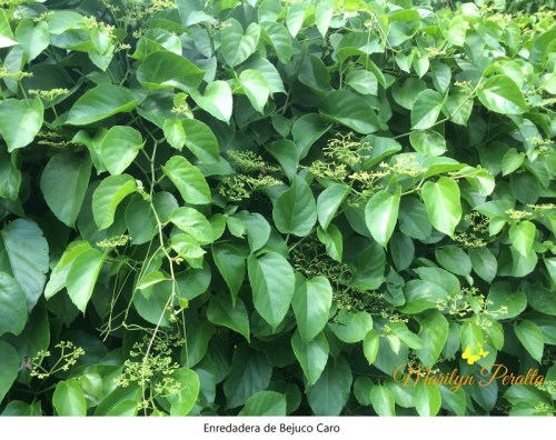 enredadera-de-bejuco-caro