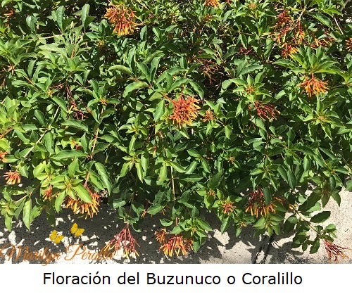 Floracion del Buzunuco o Coralillo
