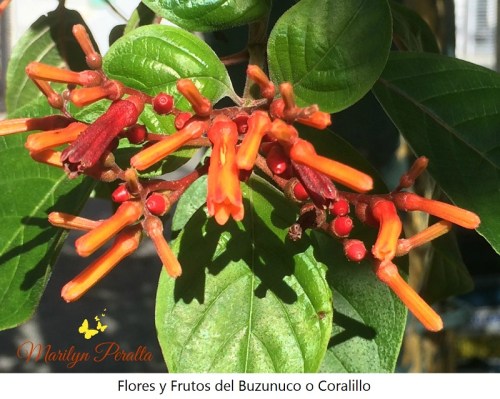flores-y-frutos-del-buzunuco-o-coralillo