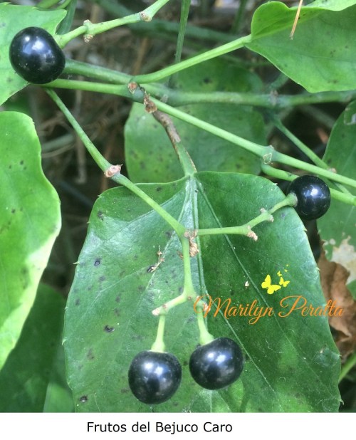 frutos-del-bejuco-caro