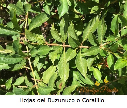 Hojas del Buzunuco o Coralillo