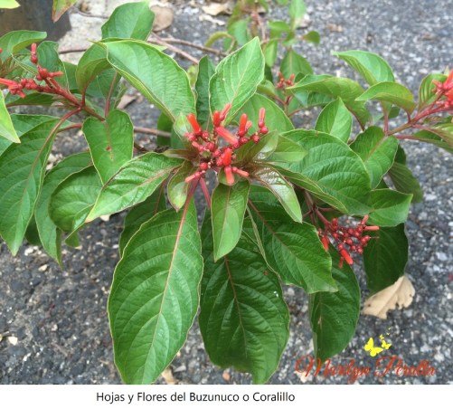 hojas-y-flores-del-buzunuco-o-coralillo
