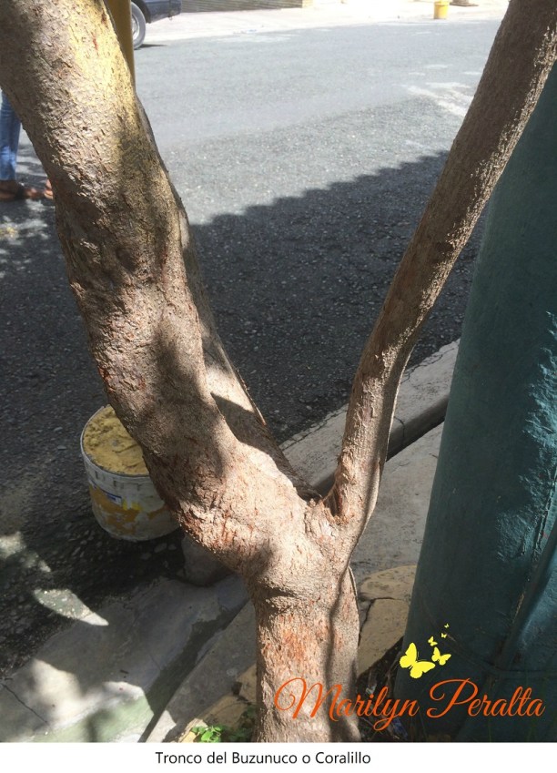 tronco-del-buzunuco-o-coralillo