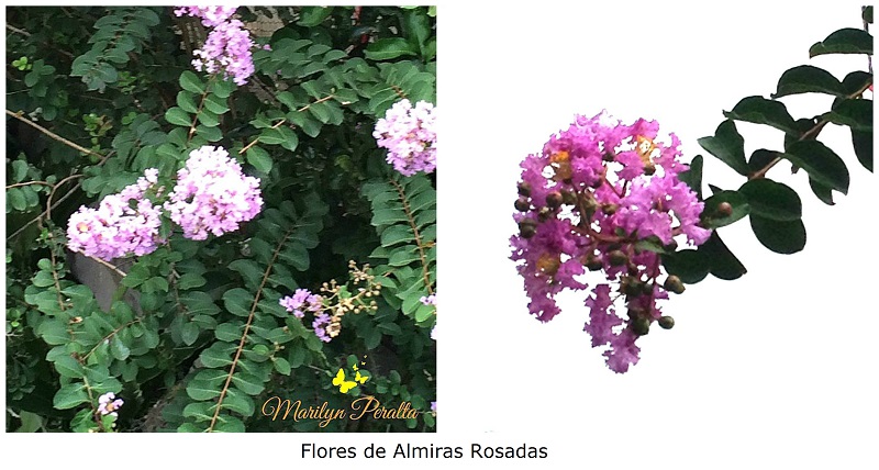 almiras-rosadas-1