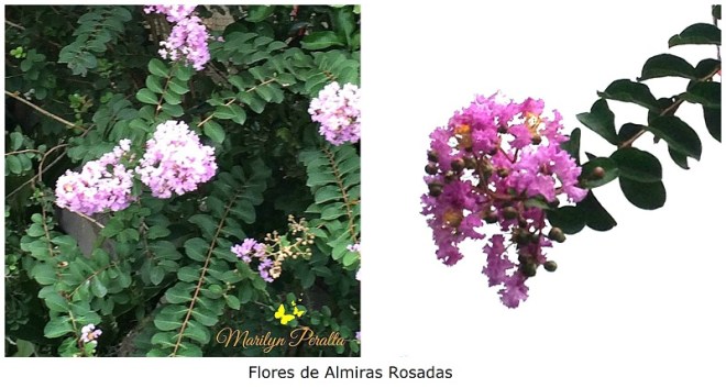 almiras-rosadas-1