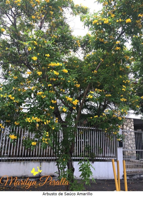 arbusto-de-sauco-amarillo