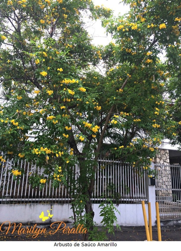 arbusto-de-sauco-amarillo