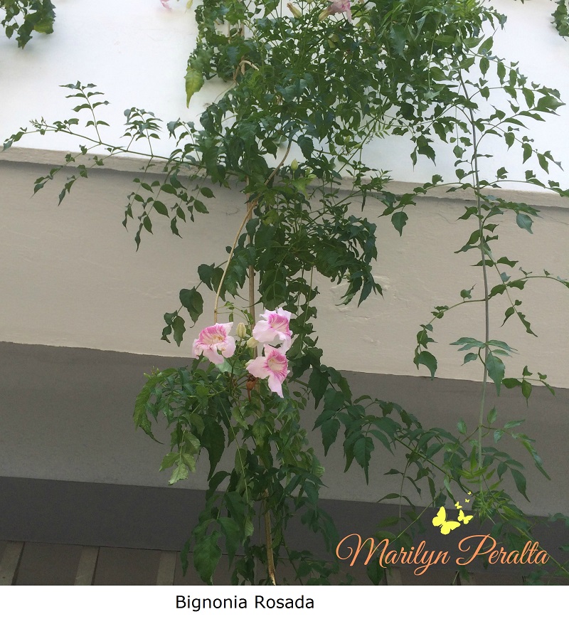 Bignonia Rosada – Arboles y Flores en República Dominicana