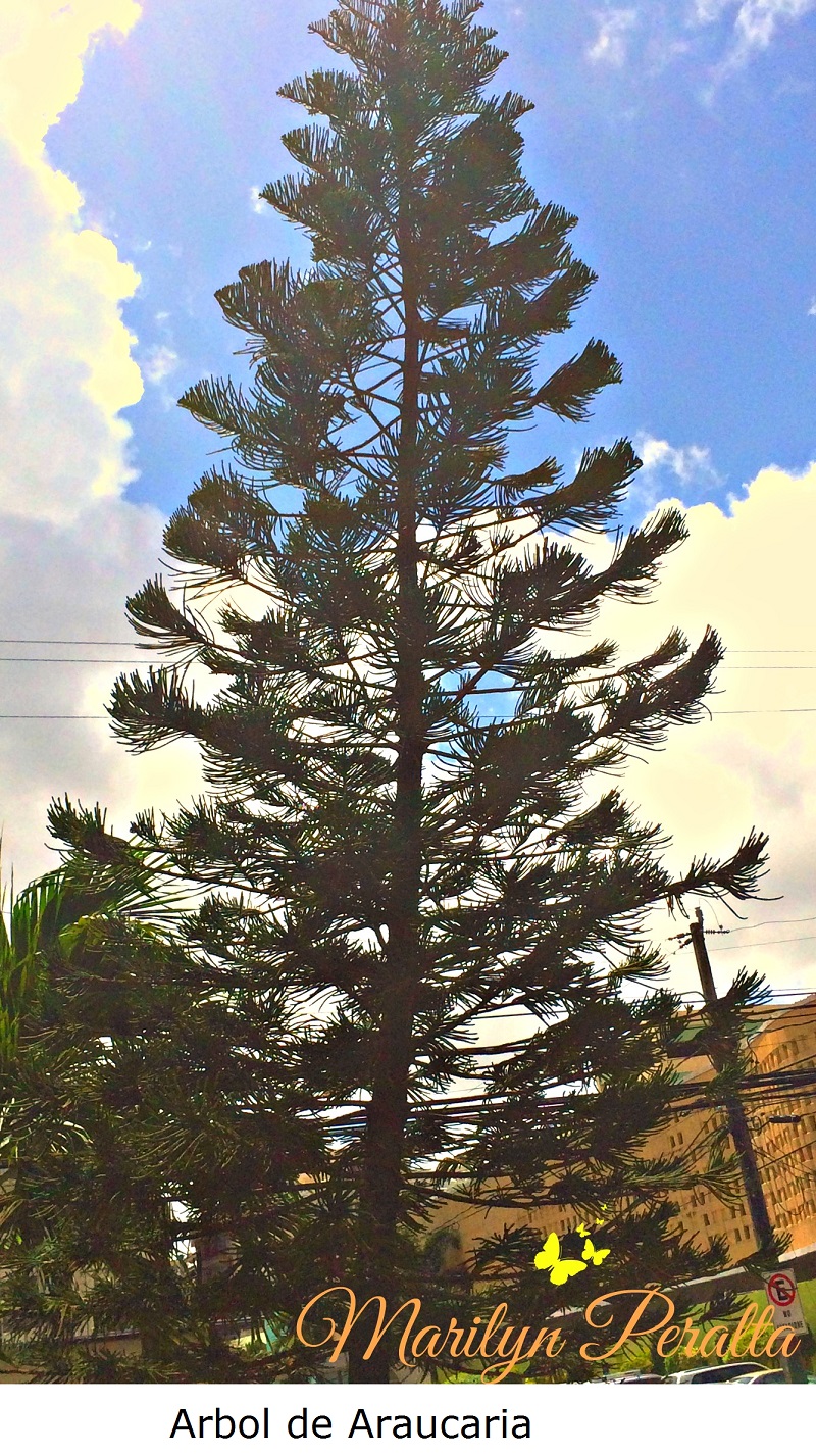 arbol-de-araucaria