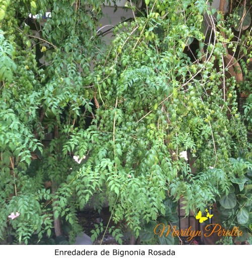 enredadera-de-bignonia-rosada