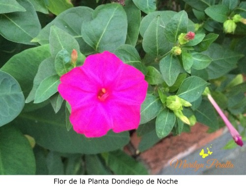 flor-de-la-planta-dondiego-de-noche