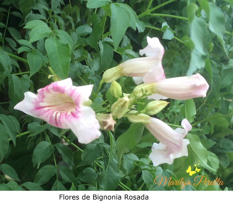 Bignonia Rosada – Arboles y Flores en República Dominicana