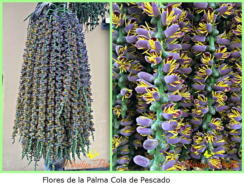 flores-de-la-palma-cola-de-pescado-a