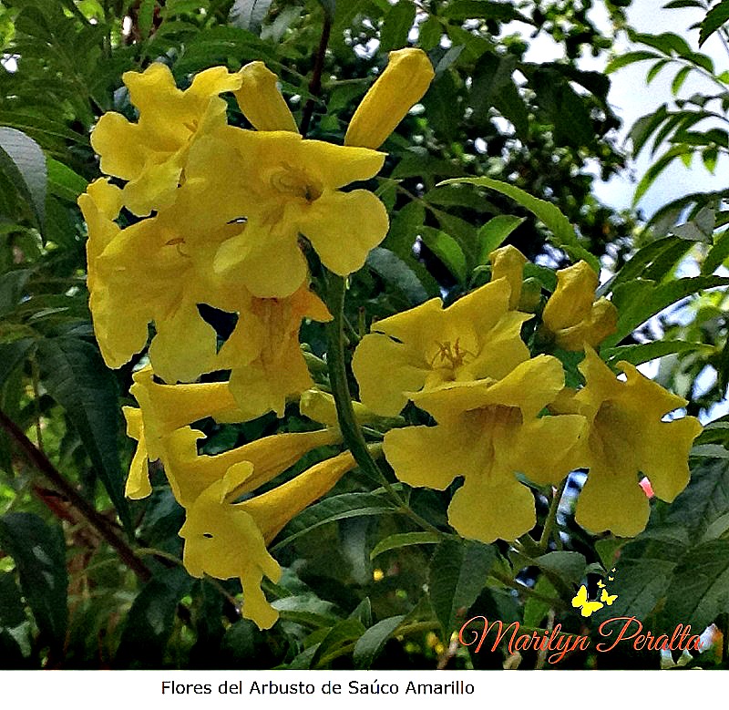 flores-del-arbusto-de-sauco-amarillo