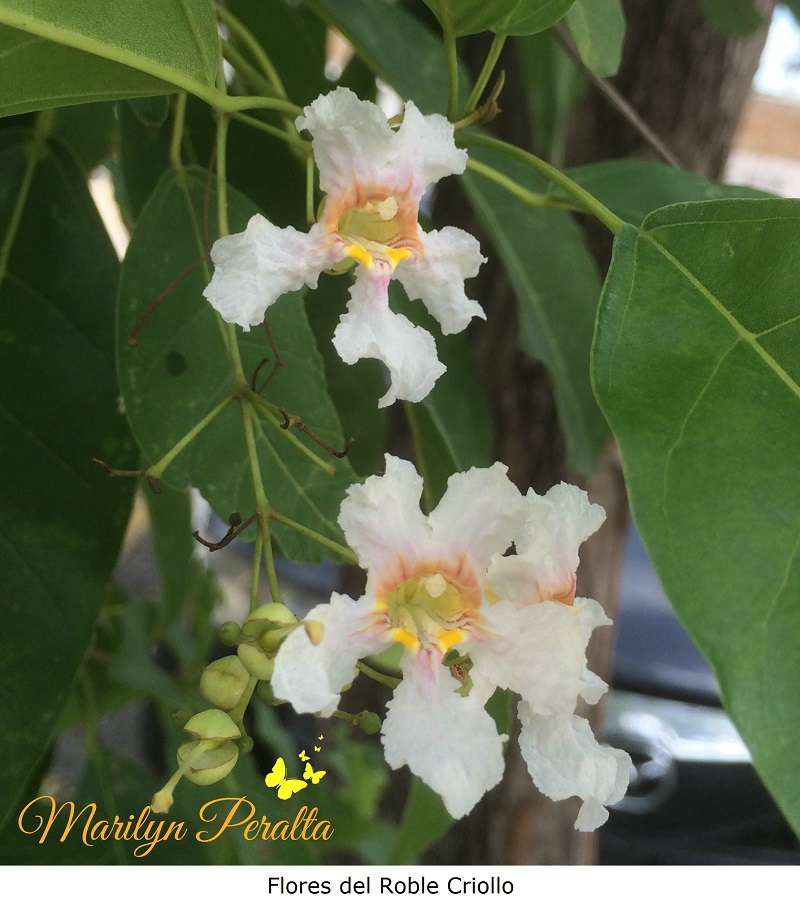 flores-del-roble-criollo