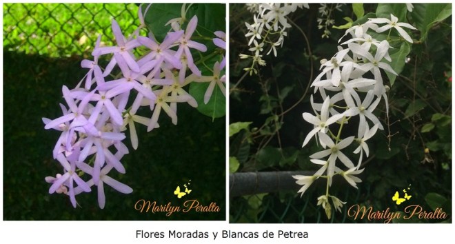 flores-moradas-y-blancas-de-petrea