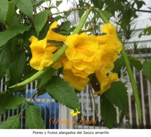 flores-y-frutos-alargados-del-sauco-amarillo