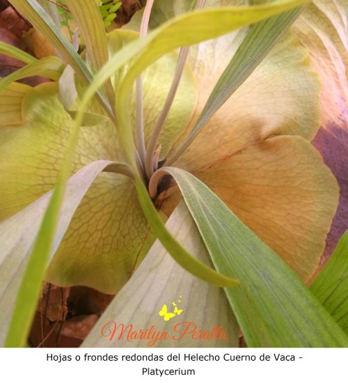 frondes-redondas-del-helecho-cuerno-de-vaca-platycerium