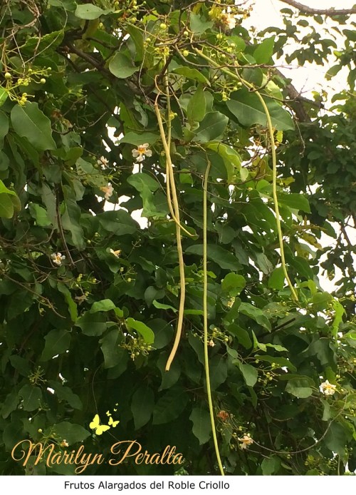 frutos-alargados-del-roble-criollo