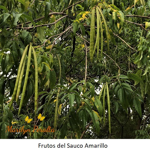 Frutos del Sauco Amarillo
