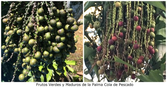 frutos-verdes-y-maduros-de-la-palma-cola-de-pescado