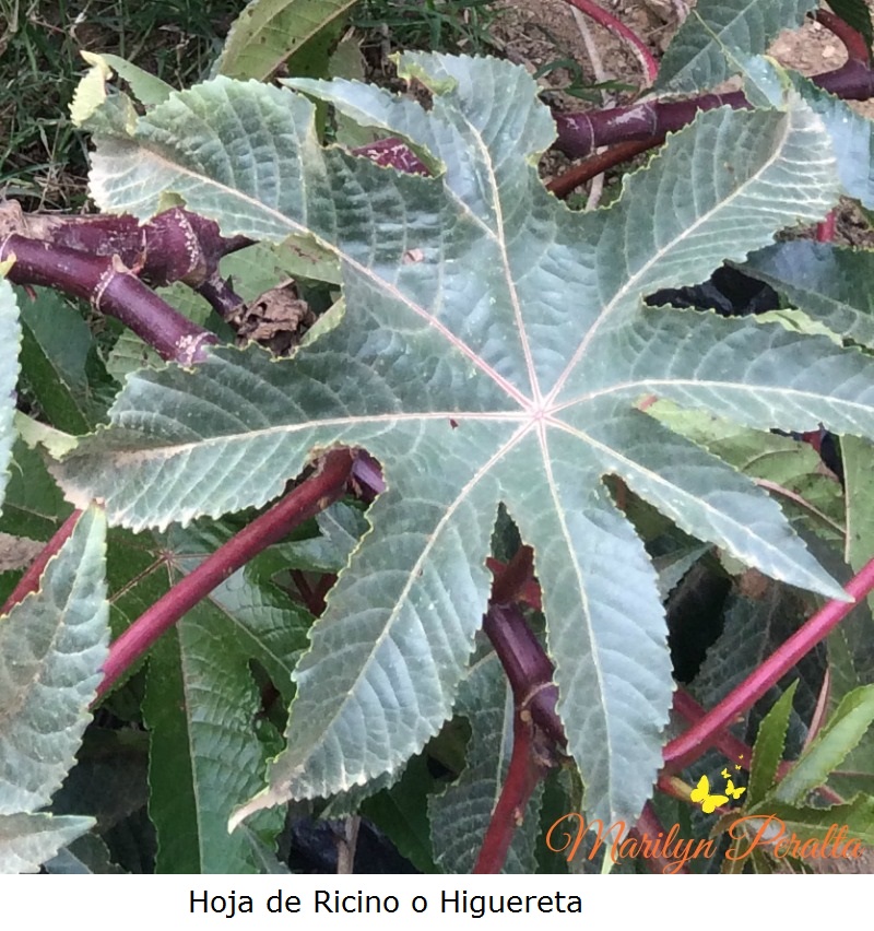 hoja-de-ricino-o-higuereta