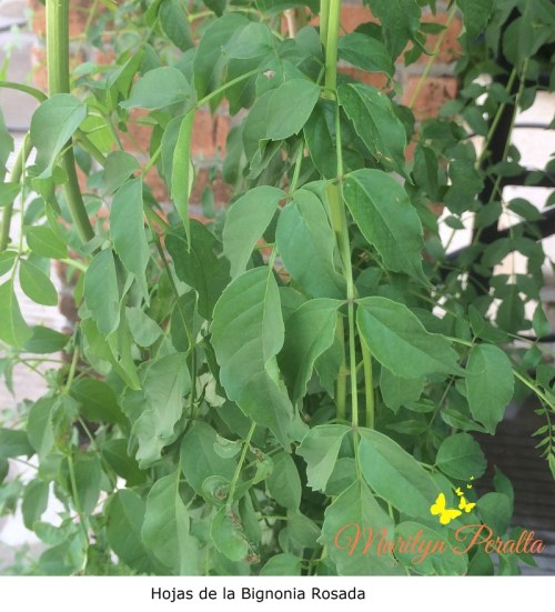 hojas-de-la-bignonia-rosada