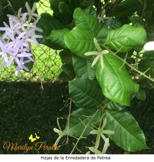 hojas-de-la-enredadera-de-petrea