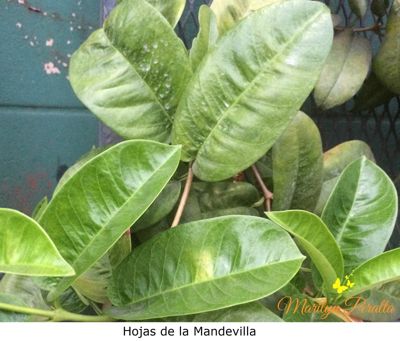 hojas-de-la-mandevilla