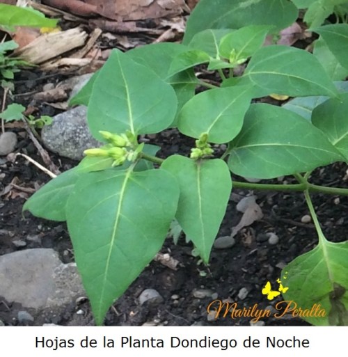 hojas-de-la-planta-dondiego-de-noche
