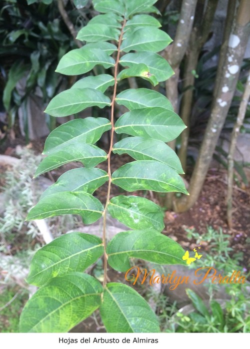 hojas-del-arbusto-de-almira